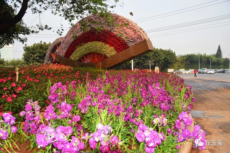 哇家玉溪是个大花园!处处可赏花,步步皆是景!