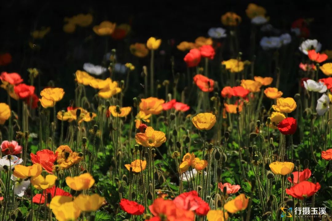 哇家玉溪是个大花园!处处可赏花,步步皆是景!