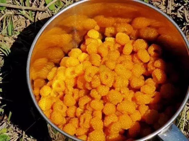 黄泡熟了，我在龙陵等你一起克摘黄泡！