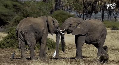 跟刘昊然在非洲过了6天5夜,发现他其实就是个话痨加多动症啊……