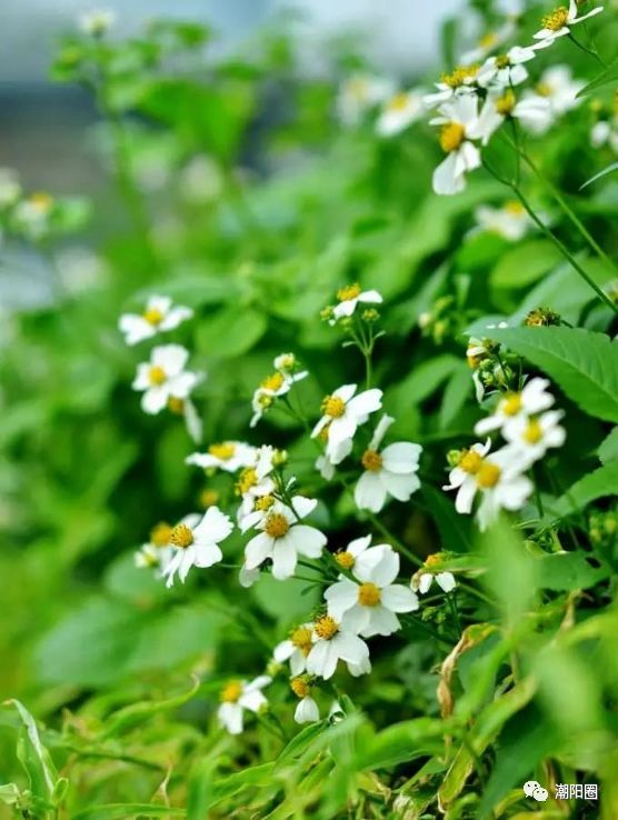 潮阳人上山扫墓讨厌碰到它，可没想到它还有这么多用处...