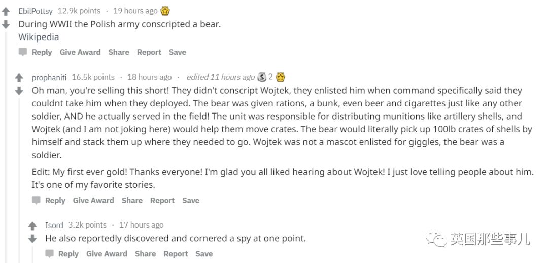 棕熊参军打仗，猫咪击败一支*队军**...真实的历史故事比小说脑洞更大