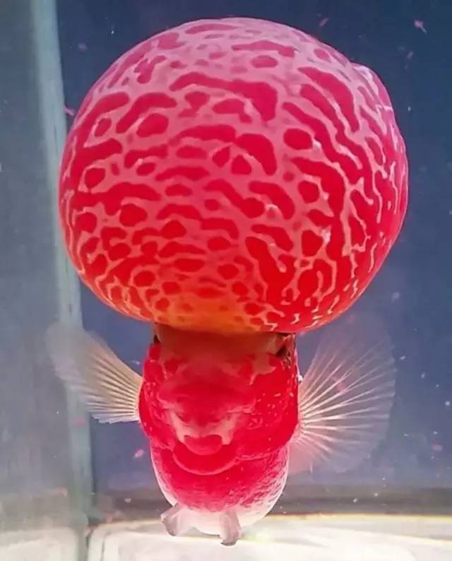 这款爆炸美罗，必须要给大家瞅瞅！