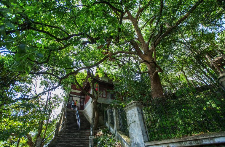 助力家乡发展旅游,助力家乡旅游业发展