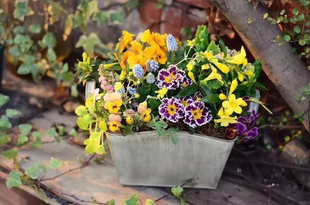 再也不羡慕别人家的果园,再也不用羡慕人家种的花