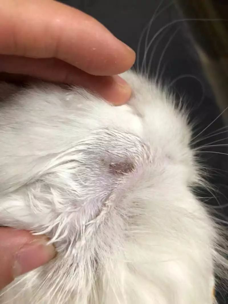 猫咪10种常见病图片,猫咪得了怪病咳嗽不止