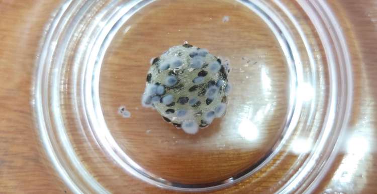 饱腹感糖日本,日本饱腹药