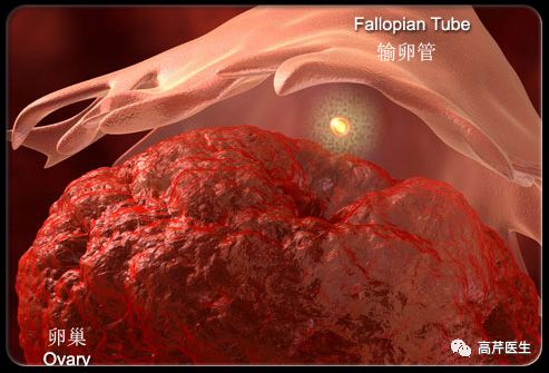 排卵了为什么还没怀孕,排卵后十天测不出来是不是没怀孕
