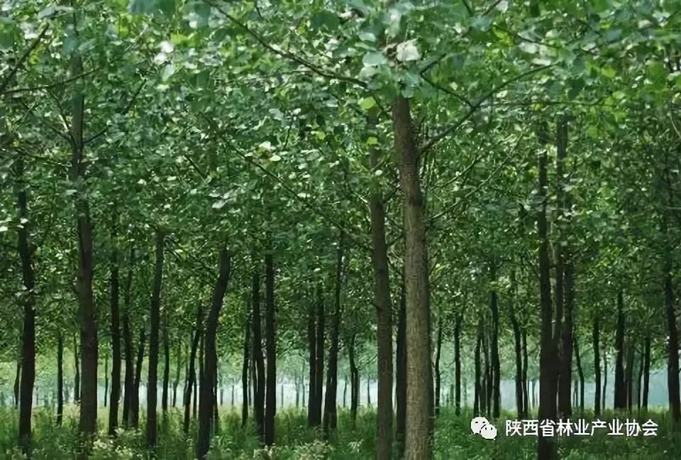 木本油料品种,中国高端木本油料