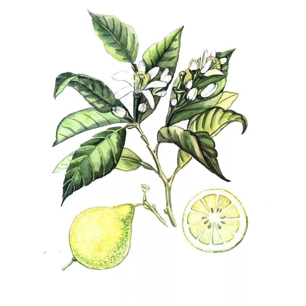 新西兰高端沙龙专用，2秒1喷，增发从“根”开始