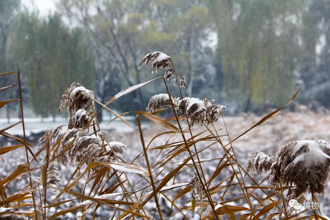 中国古典园林之美,都说岭南风景美如画