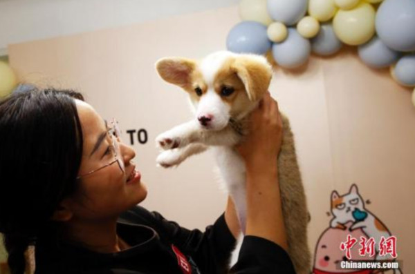 牢记每只毛孩的习惯　宠物护理员笑谈9年辛酸