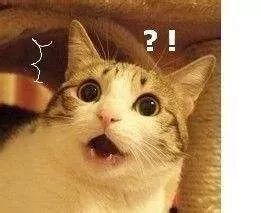 参加中小学生体测,杭州市小学体测项目