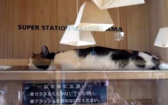 喵奴打卡必选。和歌山喵喵站长！据说喵喵站长曾经差点家都没了