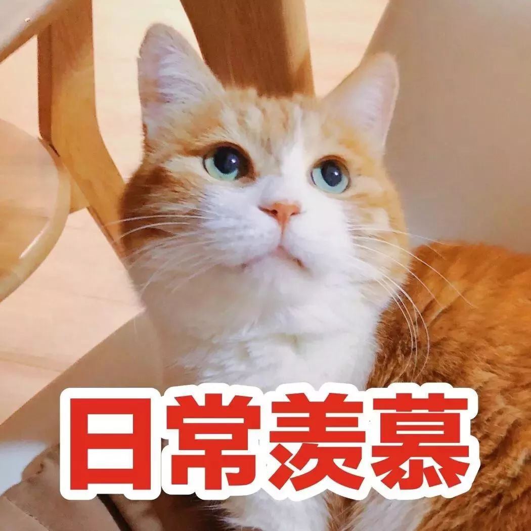 一周内奇闻趣事,一周趣事250字