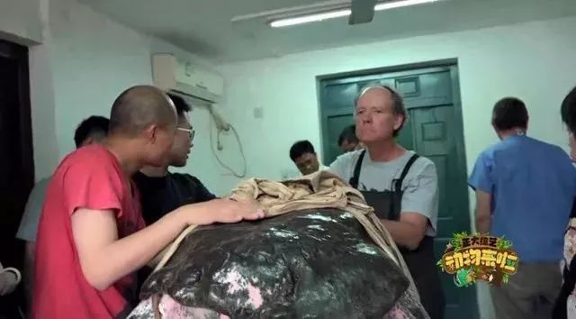 中国唯一一只斑鳖,全世界的斑鳖灭绝了吗