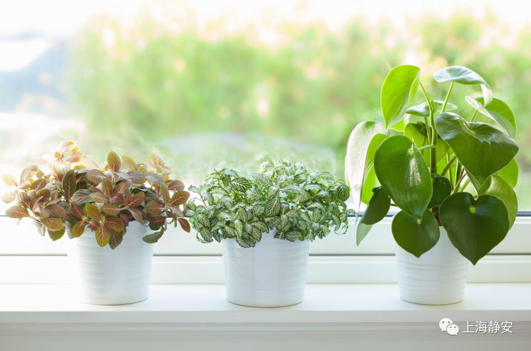 过期药片可以在花盆里养吗,过期的药片丢在花盆里花都长疯了