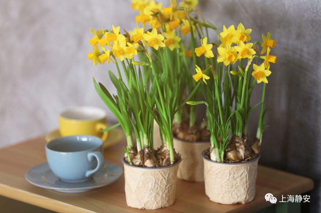 过期药片可以在花盆里养吗,过期的药片丢在花盆里花都长疯了