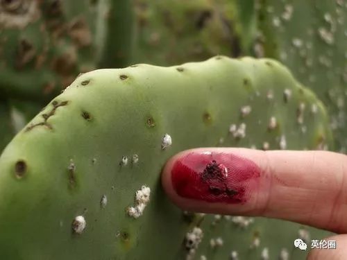 你每抹一次口红，就是在亲吻上万只昆虫尸体？！