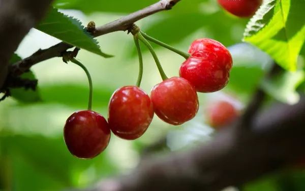 樱桃熟了采摘园乐山,宜宾樱桃几月份成熟