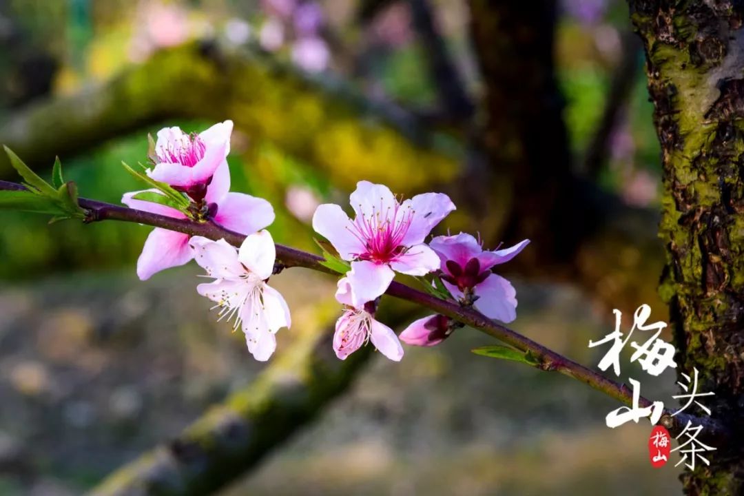 最美梅山,美丽南安梅山
