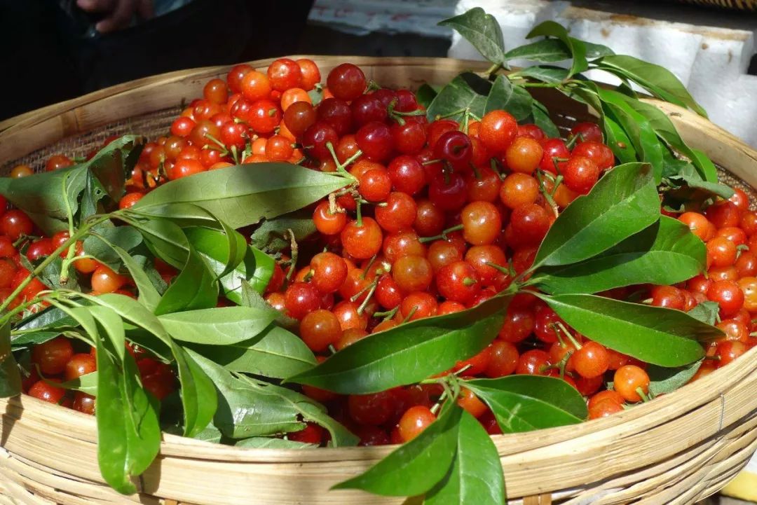 又一年樱桃采摘季,一年一度的大樱桃采摘模式已开启