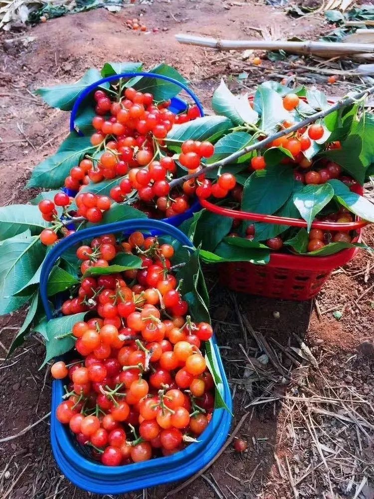 又一年樱桃采摘季,一年一度的大樱桃采摘模式已开启