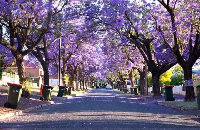 四川有座紫色小城，5月比美澳洲，比大理更多情