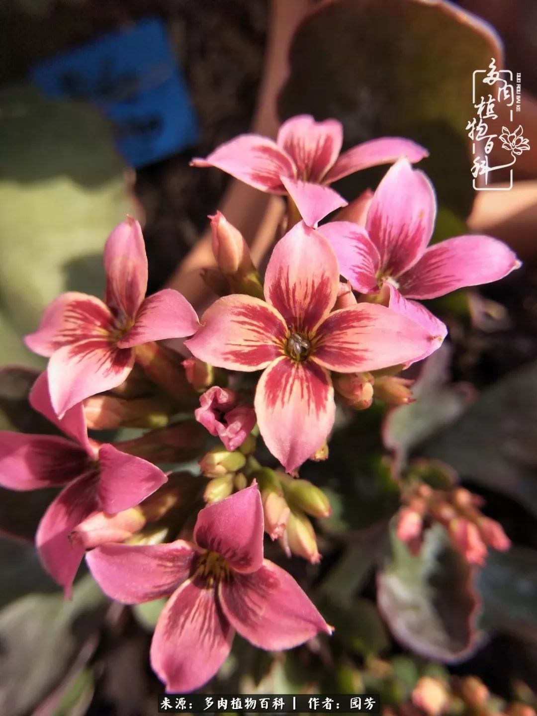 多肉开花最好看最好养前十名,多肉哪个品种开花最好看