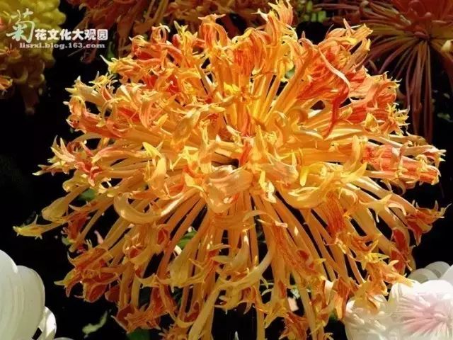 世界最美菊花图整整80种太珍贵了,世界上最美的菊花叫什么名字