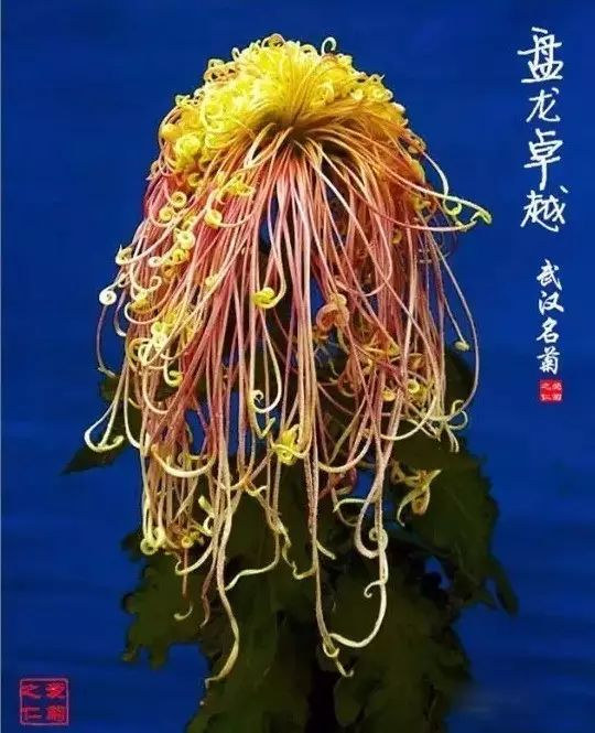 80种最美菊花高清图片,最具欣赏价值的菊花