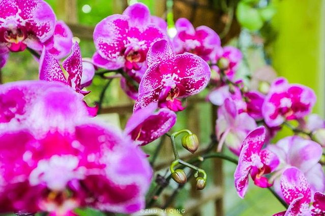 无锡赏花一日游,无锡春日樱花旅游攻略