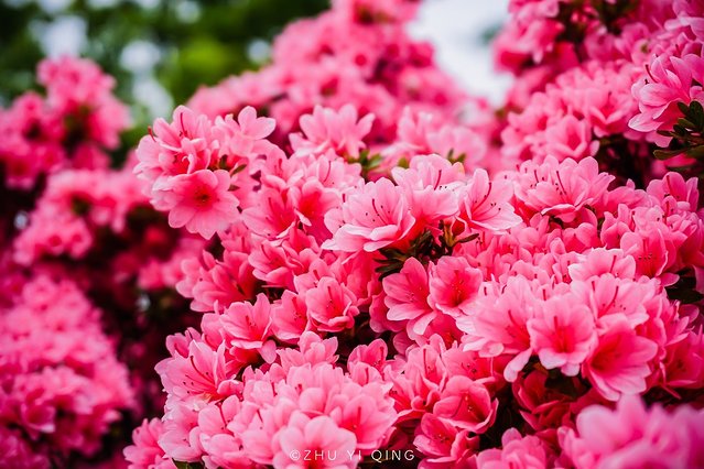 无锡赏花一日游,无锡春日樱花旅游攻略