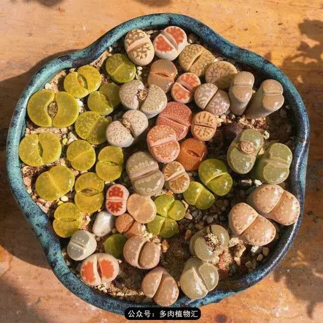 听说这段时间，肉友都在疯狂手撕屁屁？别了吧，再撕屁屁就烂了！