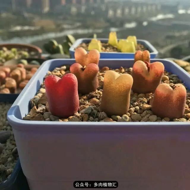 听说这段时间，肉友都在疯狂手撕屁屁？别了吧，再撕屁屁就烂了！