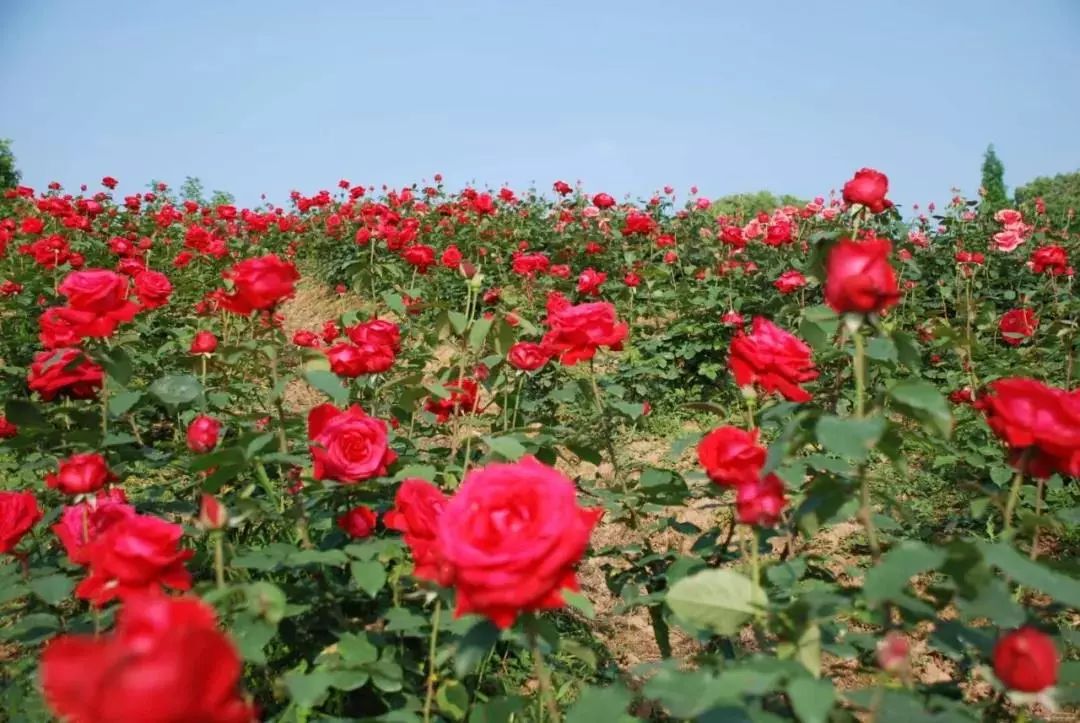 不必远行自有风景,不必远行在家度假