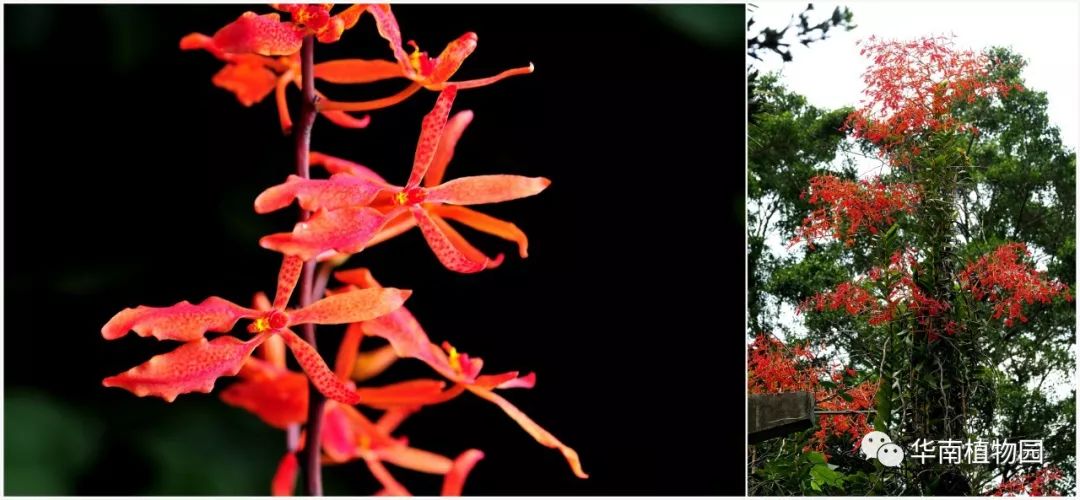 新知|如烟花般绚烂——火焰兰