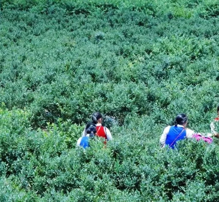 石屏杨梅樱桃采摘方法,石屏杨梅上市了欢迎大家来品尝