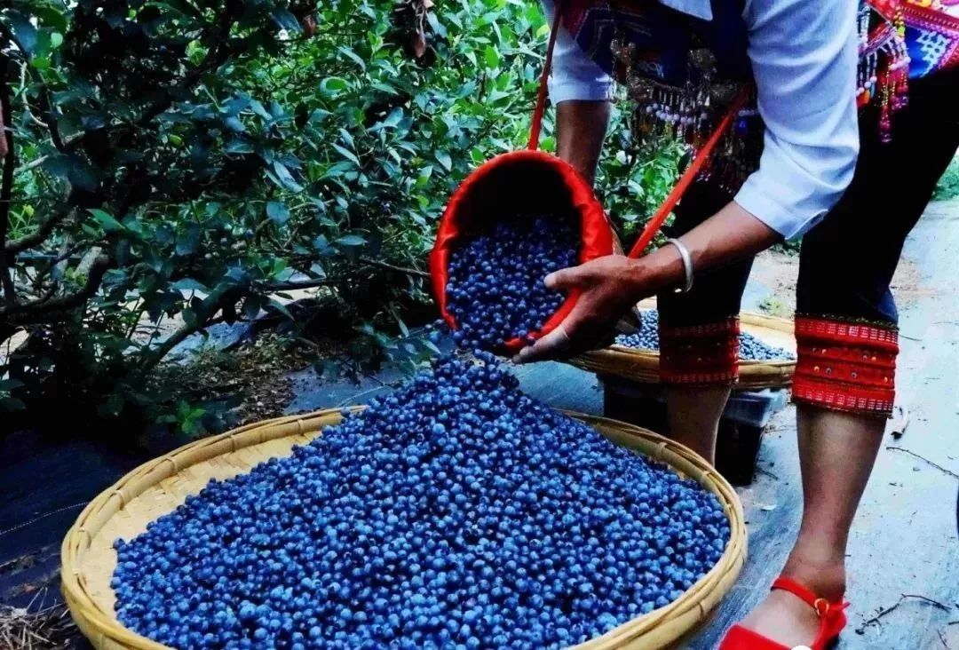石屏杨梅樱桃采摘方法,石屏杨梅上市了欢迎大家来品尝