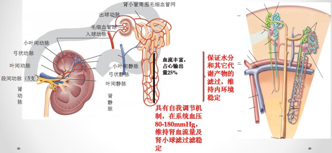 科普肾脏,医学科普出汗和肾脏关系