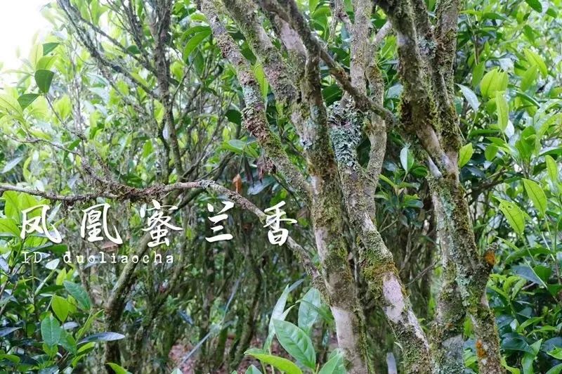 凤凰单丛茶水仙,凤凰单枞与凤凰单丛是两种茶吗