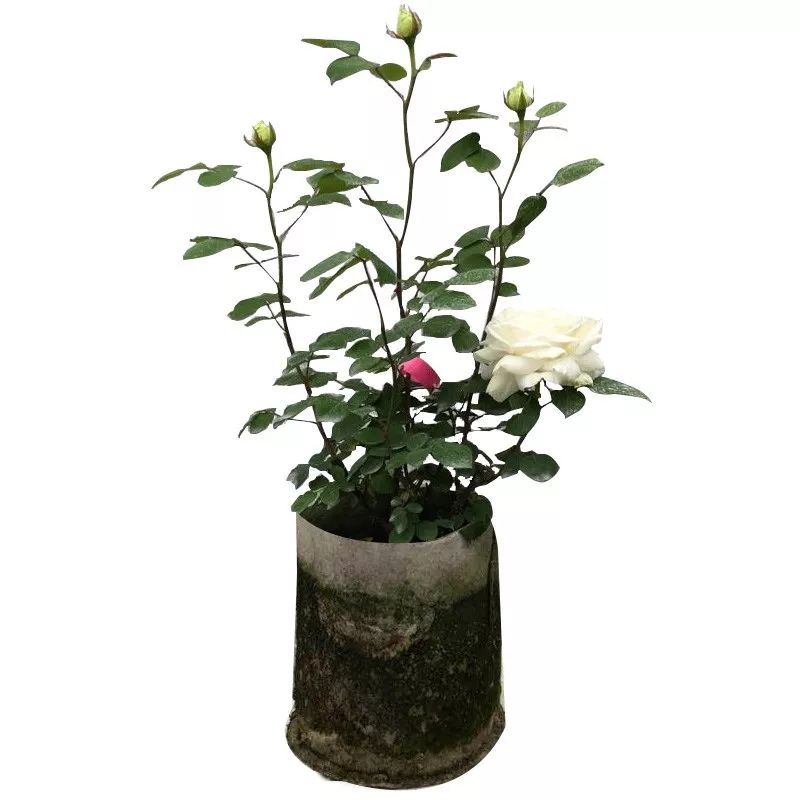 月季美植袋大苗,安徽品种月季袋苗大量供应