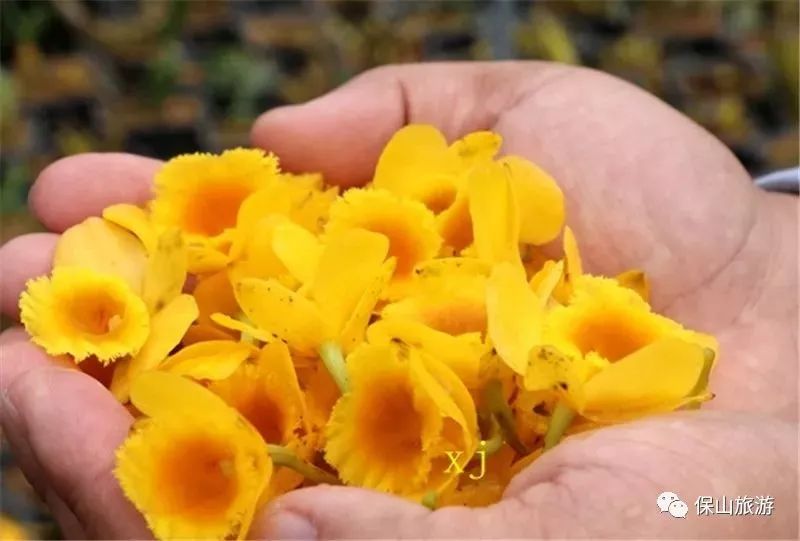 石斛花开等你来,石斛花开惊艳了时光