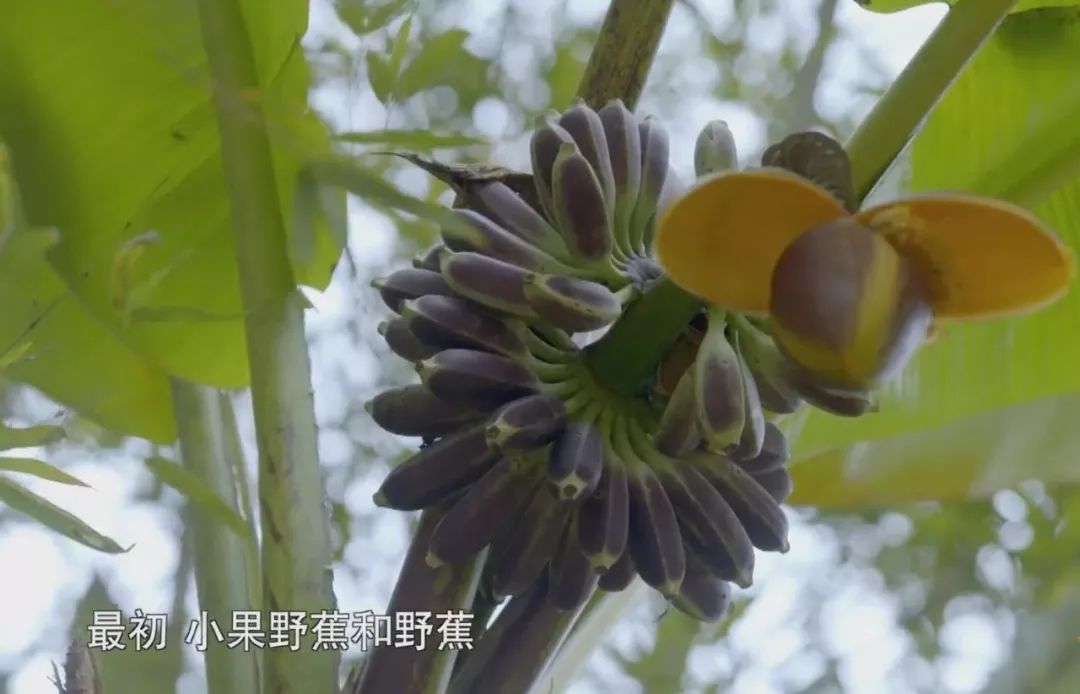 凌晨私奔、一夫六妻，水果圈的戏码你根本想不到