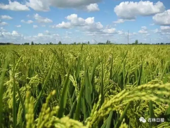 怎样才能卖到好米,好米怎么蒸粒粒分明