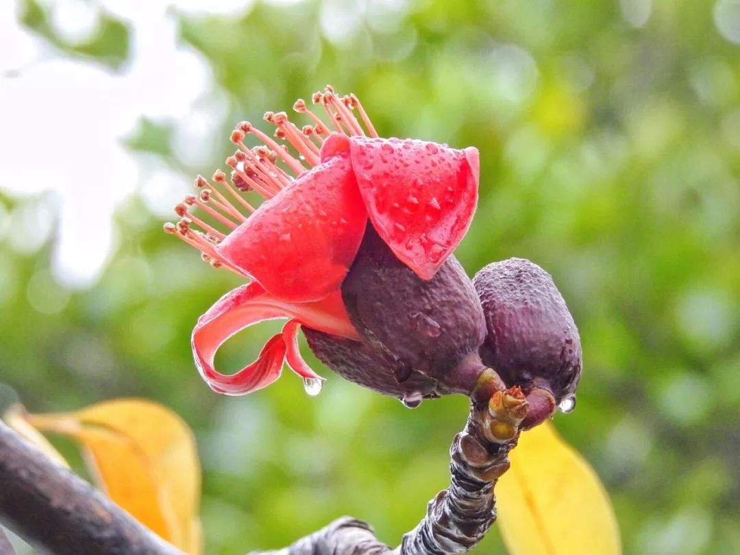 斗门为什么叫斗门,外地人眼中的斗门