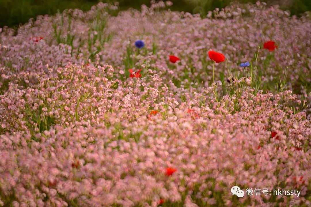 探索上海的特色景点,探索上海旅游景点和美食推荐