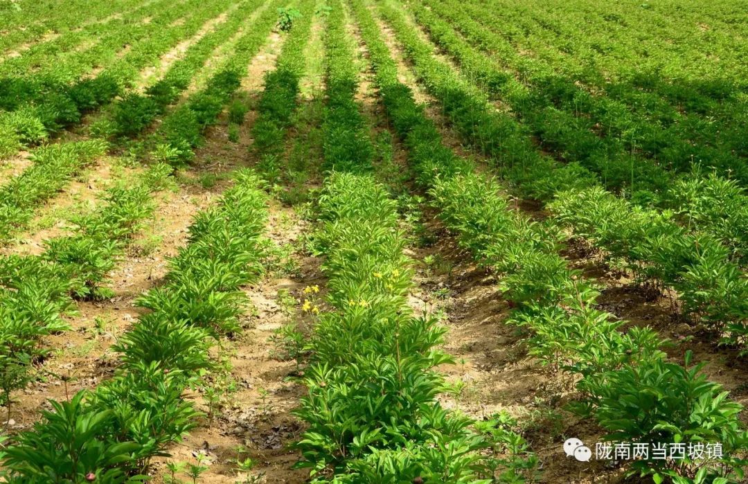 合作社带头贫困户增收,农民专业合作社带动贫困户分红