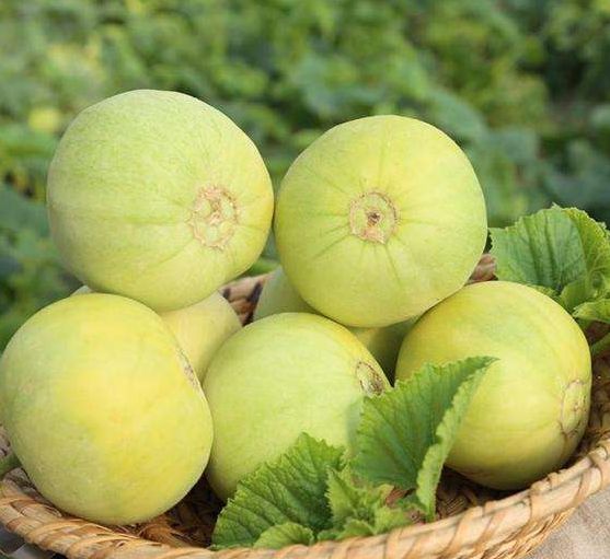 甜瓜节地点,马连庄甜瓜节开幕式