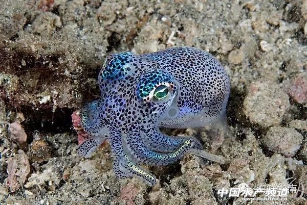 章鱼鱿鱼墨鱼乌贼区别,如何区分章鱼墨鱼鱿鱼